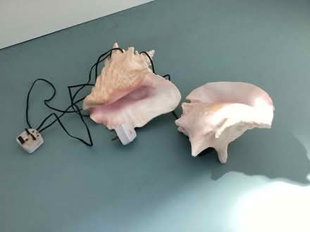 Photo of free Two conch lamps (Brooke NR15) #1