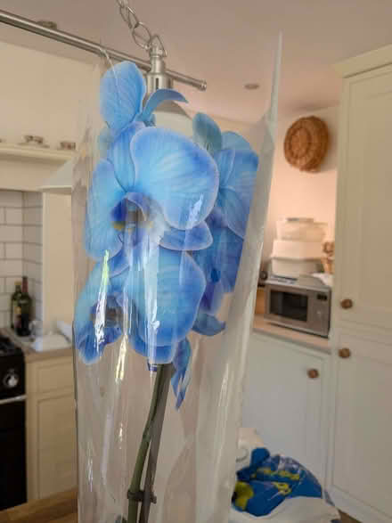 Photo of free Orchid (Southbourne BH6) #2