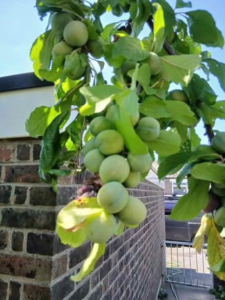 Photo of free Home Grown Fruit (SE22) #1