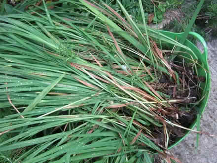 Photo of free Crocosmia/Montbecia plants (Loughborough LE11) #1