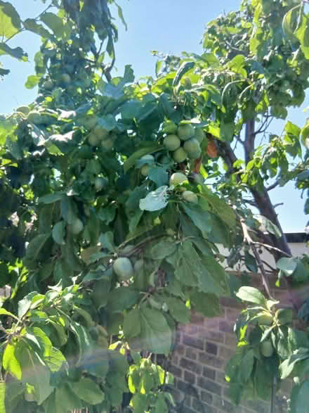 Photo of free Home Grown Fruit (SE22) #2
