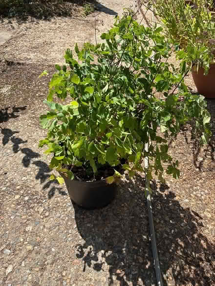 Photo of free Thalictra plants (Burnham on Crouch CM0) #1