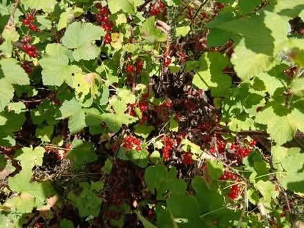 Photo of free Home Grown Fruit (SE22) #4