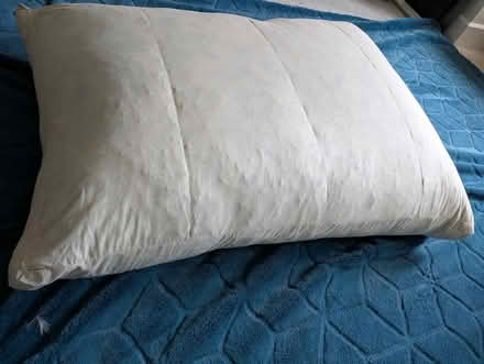 Photo of free 2x Floor cushions (Uckfield TN22) #1