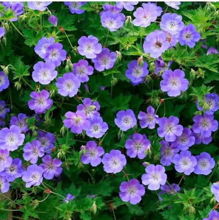 Photo of free Hardy Geranium ground cover clumps (Farndon CH3) #2