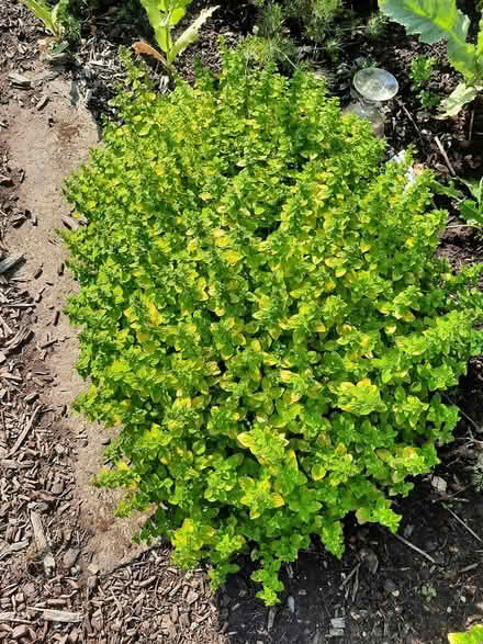 Photo of free Nice clump Golden Marjoram herb (Morden SM4) #4