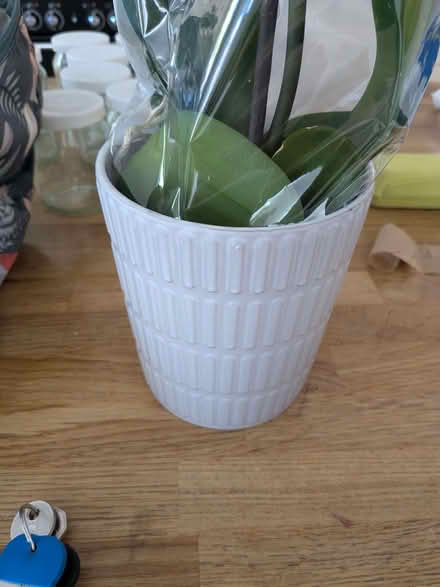 Photo of free Orchid (Southbourne BH6) #1