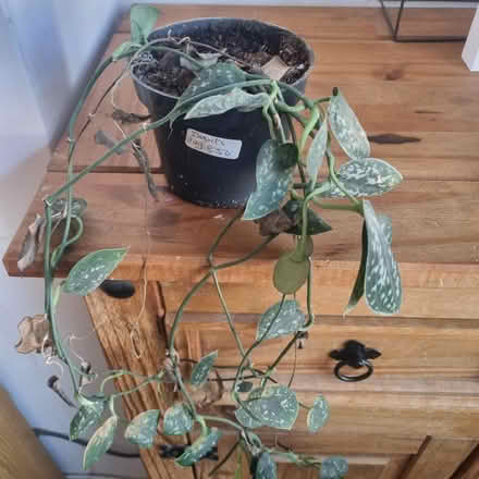 Photo of free House plant in need of TLC (Charlton Kings GL52) #1