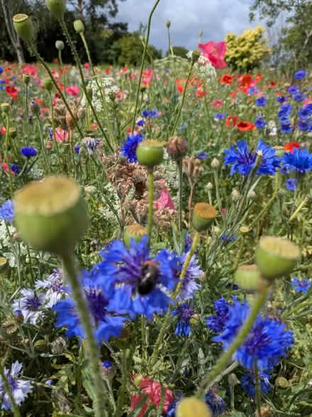 Photo of Any Plants (Wales S26) #1