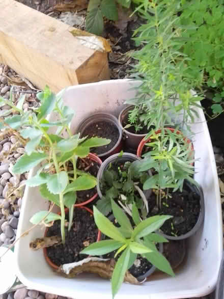 Photo of free Perennial plants (Killamarsh S21) #1