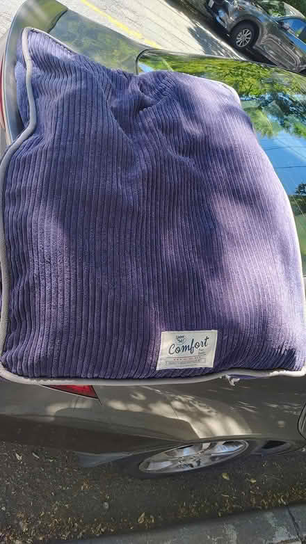 Photo of free Dog Stuff (Central District) #1