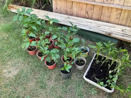 Photo of free Red Bell & Pointed sweet peppers (Mottingham) #1