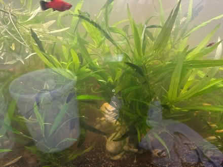 Photo of free Plants for fish tank just plants (Loughton MK5) #1