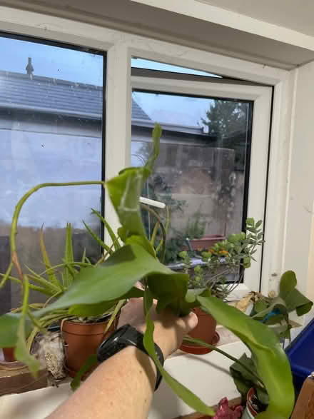 Photo of free Cuttings from large house plant (Hook Norton OX15) #1