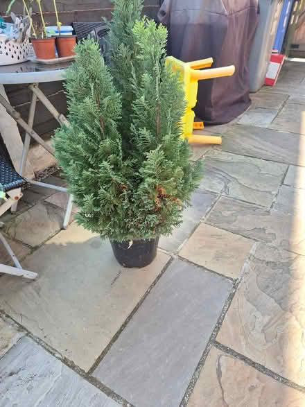 Photo of free 2 small conifers (M16) #1