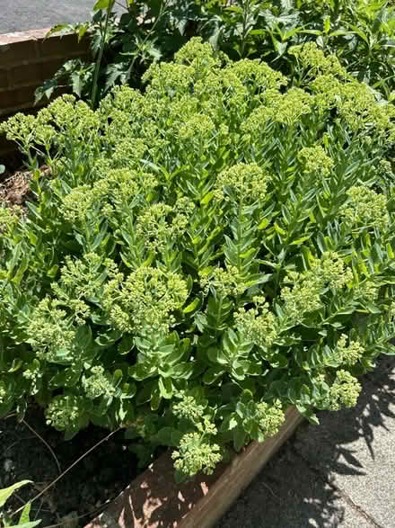 Photo of free Sedum garden plant (Hollingdean BN1) #2