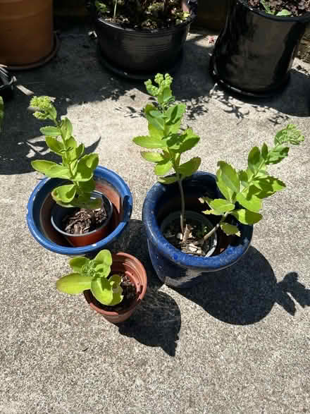 Photo of free Sedum garden plant (Hollingdean BN1) #1