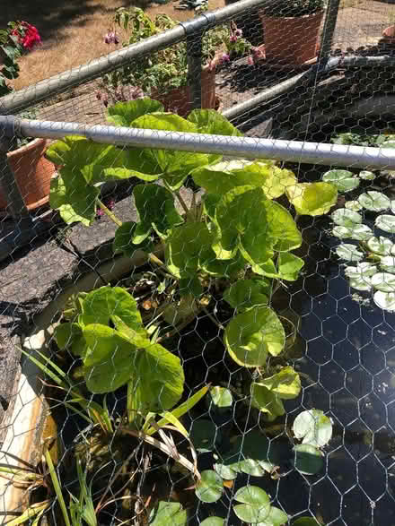 Photo of free Pond plant (KT15. Woodham.) #2