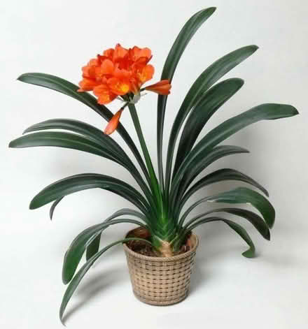 Photo of free Clivia plants - indoor houseplant (Christleton CH3) #1