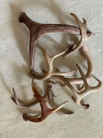 Photo of free Assorted antlers (North side of Oak Park) #1