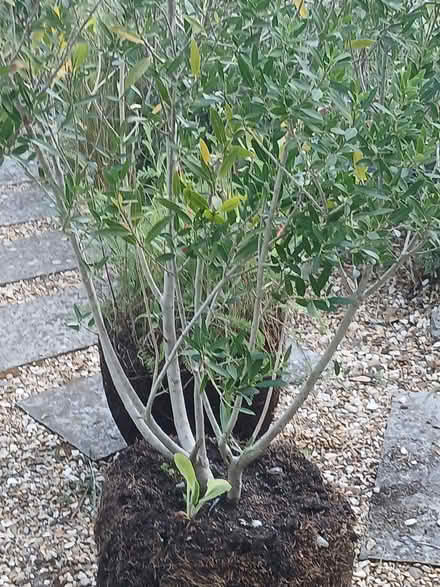 Photo of free Pot bound plants (Barlestone CV13) #2