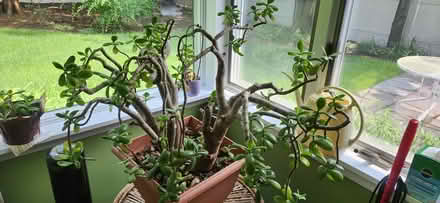 Photo of free Plant (Tenafly, NJ) #1