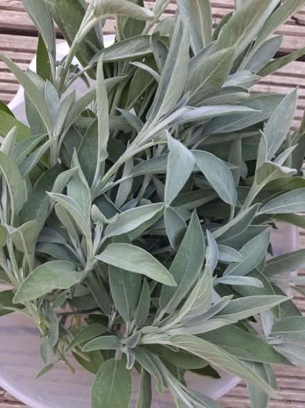 Photo of free Freshly cut sage (Caldecott OX14) #1