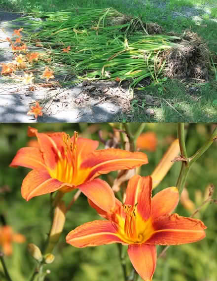 Photo of free Pile of Daylilies Already Dug Up (West Townsend) #1