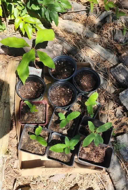 Photo of free Deer oak seedlings (Maple Leaf) #1