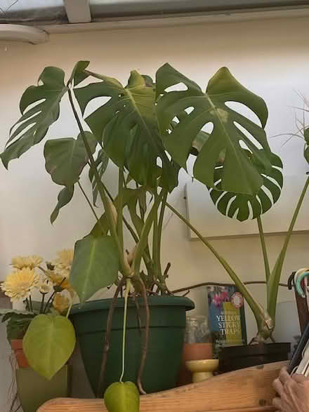 Photo of free Monstera plants (Steyning central) #2