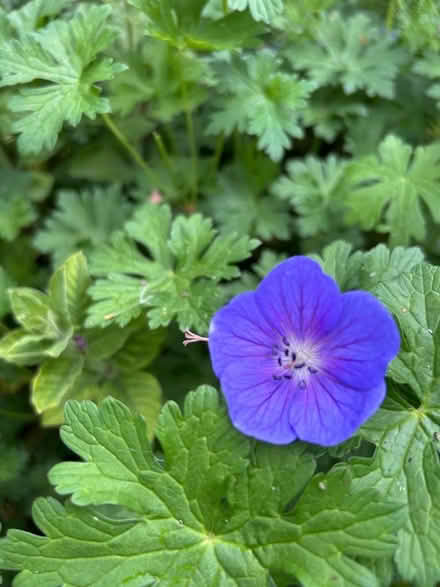 Photo of free Garden cranesbill plants (Hollingdean BN1) #2