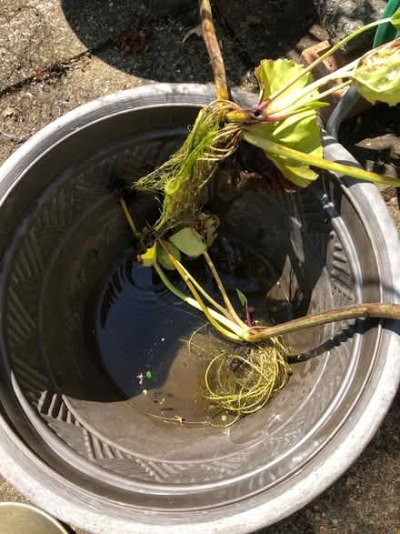 Photo of free Pond plant (KT15. Woodham.) #1