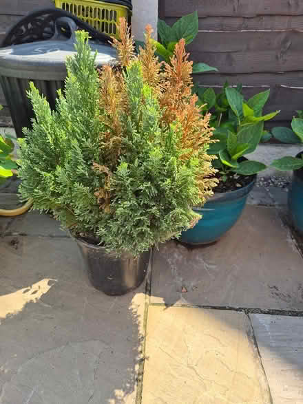 Photo of free 2 small conifers (M16) #2