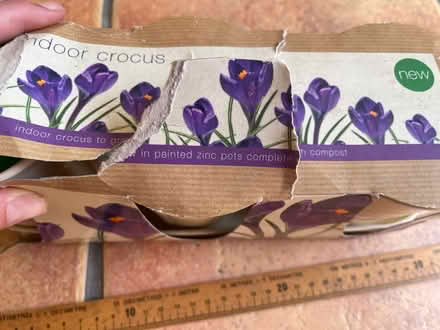 Photo of free Indoor Crocus Bulb & Zinc Planter (IG6) #1