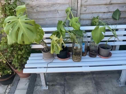 Photo of free Monstera plants (Steyning central) #1