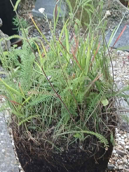 Photo of free Pot bound plants (Barlestone CV13) #1