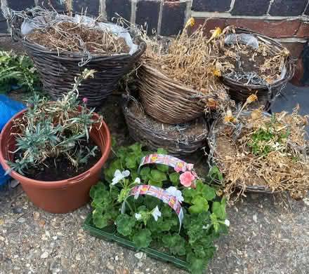 Photo of free old hanging baskets (Round Green LU2) #1
