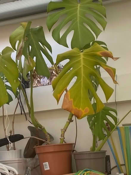 Photo of free Monstera plants (Steyning central) #3