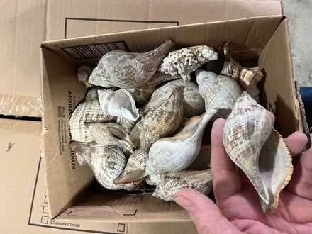 Photo of free Sea shells (Kanata Lakes/Beaverbrook) #1