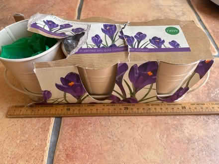Photo of free Indoor Crocus Bulb & Zinc Planter (IG6) #2
