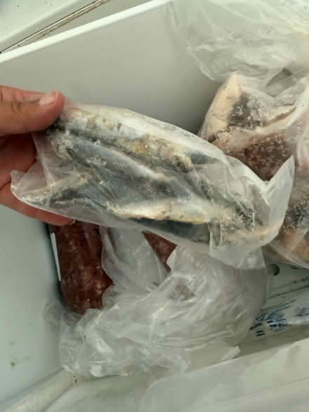 Photo of free Raw Meat for cats + dogs (Highams Park) #4