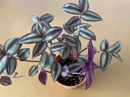 Photo of free House plant (Bransholme HU7) #1