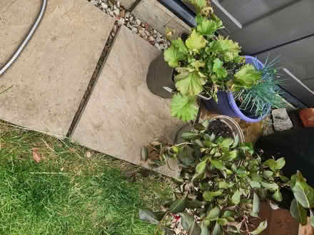 Photo of free 3 potted plants (Turnpike lane N15) #1