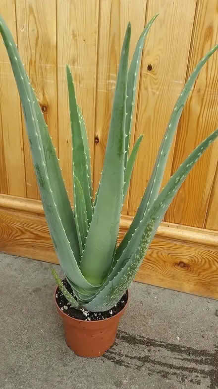 Photo of Big aloe vera plants (Erith DA17) #3