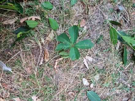 Photo of free Trees (not sure which types) (HA0) #2