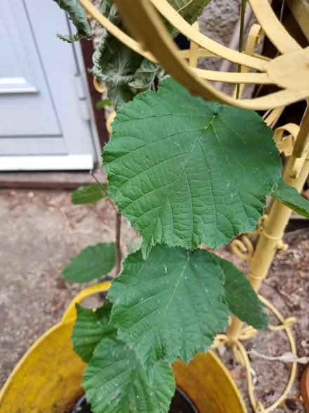 Photo of free Trees (not sure which types) (HA0) #3