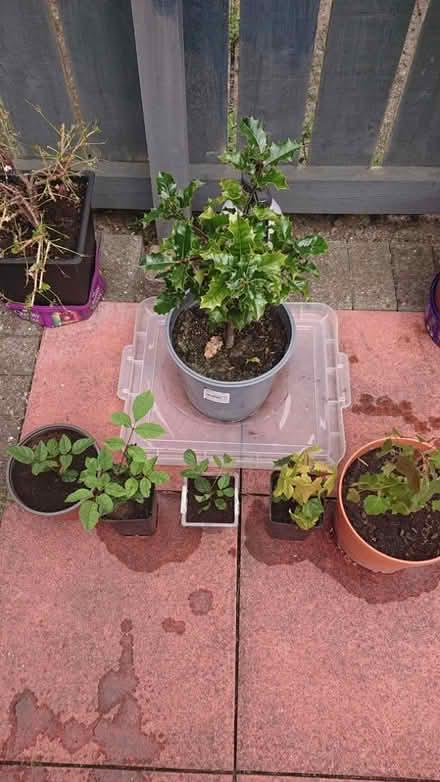 Photo of free 5 tree saplings +holly tree (Gilesgate DH1) #1
