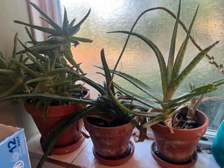 Photo of free 3 succulents (Headington Quarry, OX3) #1