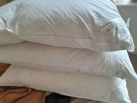 Photo of free Duck feather pillows Southsea (Southsea PO4 0JZ) #1
