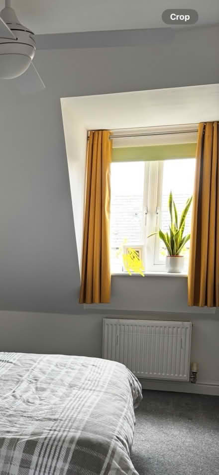 Photo of free Dunelm mustard curtains 117x137 (Swindon SN25) #1